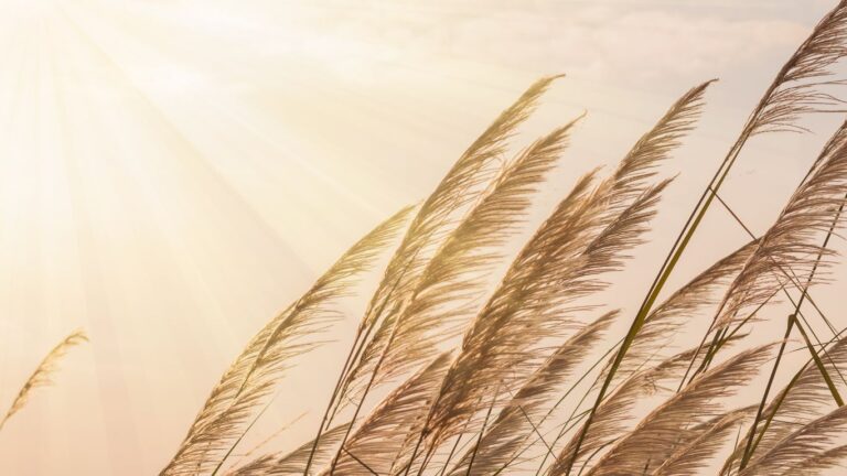 2024 Leo Season Begins: Horoscope and Art analogy Rays of sunshine representing Leo season.