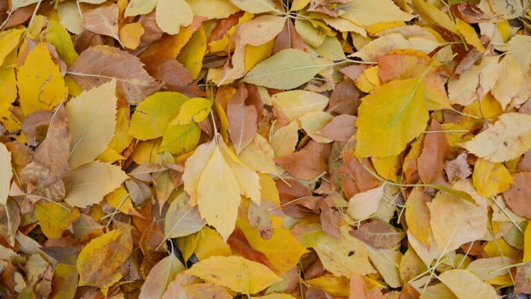 Libra Season in autumn with yellow leaves.