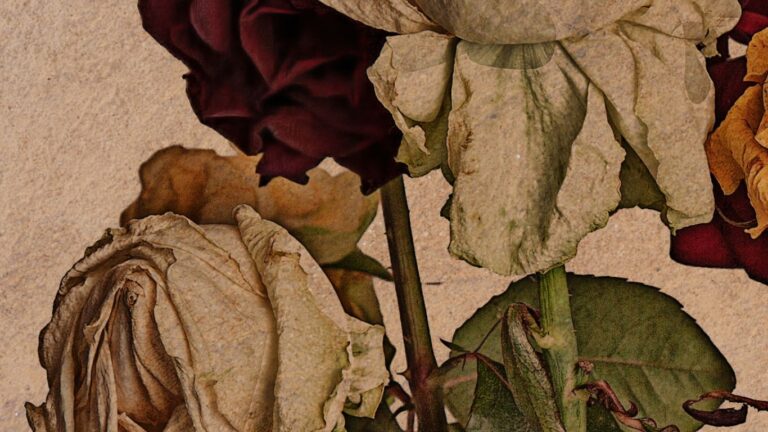 Venus in Capricorn Significance and Horoscope – Nov 2024 Venus in Capricorn structured beauty