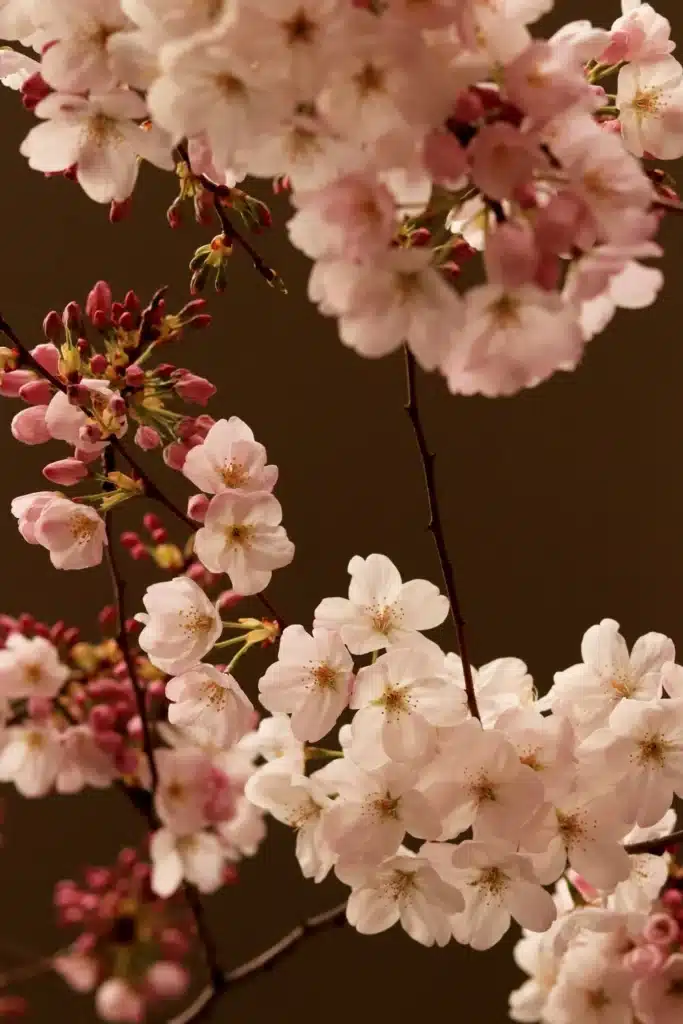 Aries Season visual featuring a cherry blossom tree covered in pink blooms during springtime.