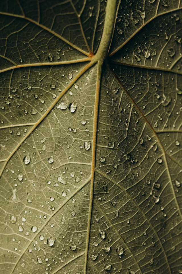 Neptune in the 9th house symbolism with leaf veins and water droplets.