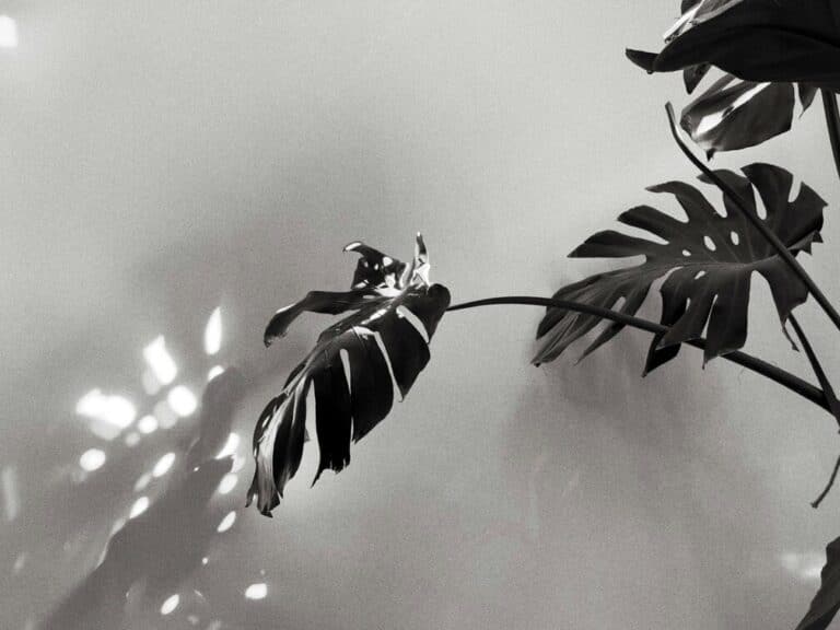 Pisces New Moon in 2026 represented by a black and white picture of a plant.