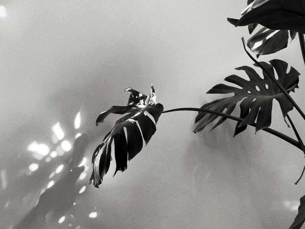 Pisces New Moon in 2026 represented by a black and white picture of a plant.