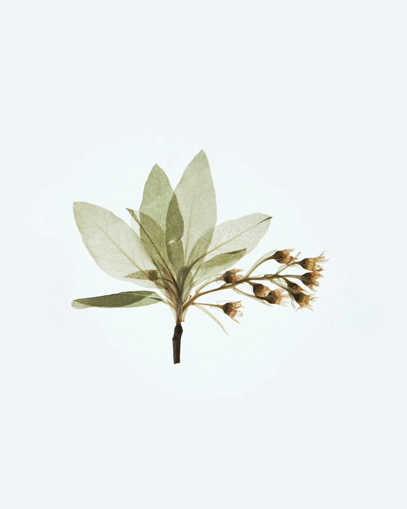 taurus new moon symbolism, a single leaf and small branch on a white background representing simplicity, grounding, and natural growth