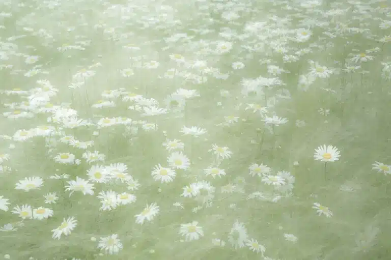 cancer season dreamy, soft green field of daisies symbolizing tenderness, memory, intuition, and emotional renewal