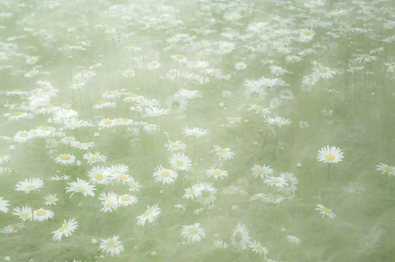 Cancer Season: Dates, Meaning & Effects on Each Zodiac Sign cancer season dreamy, soft green field of daisies symbolizing tenderness, memory, intuition, and emotional renewal