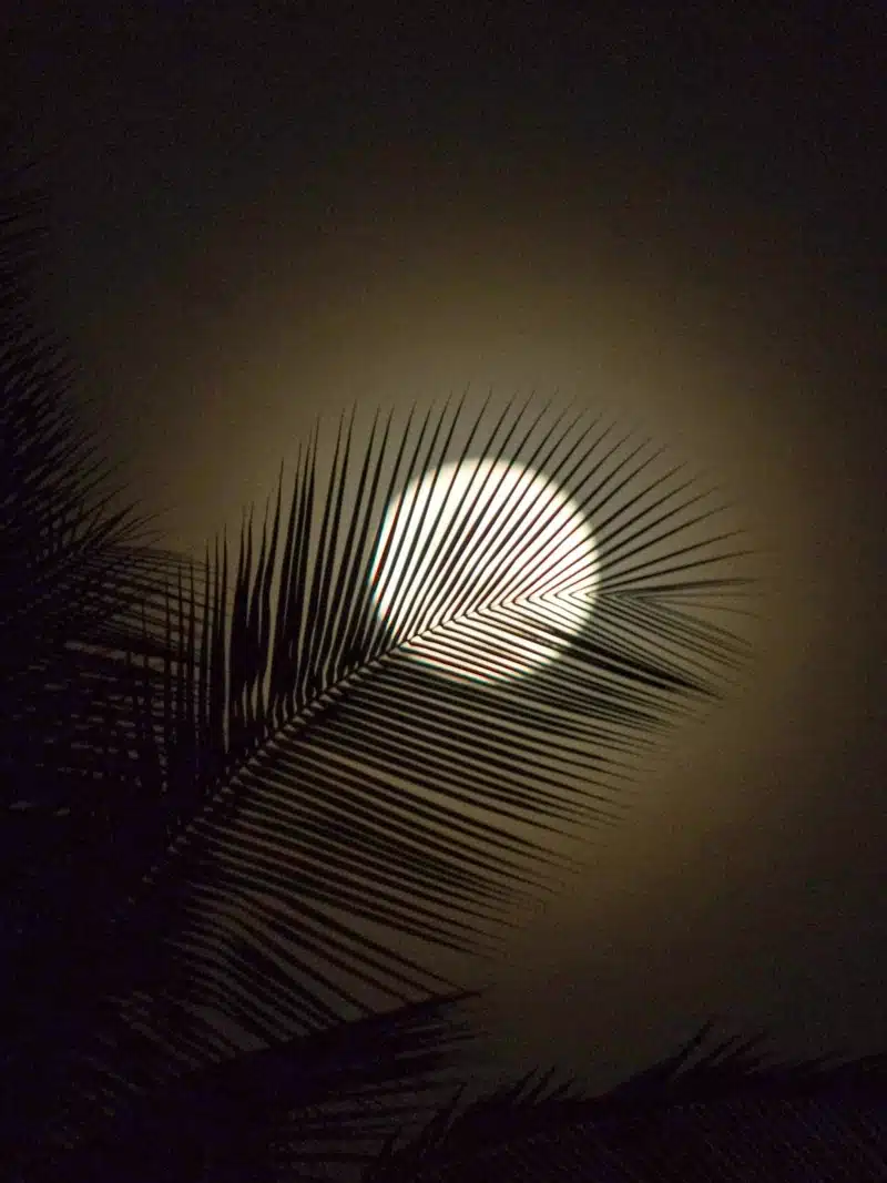 capricorn full moon with a leaf in the foreground symbolizing structure, nature, reflection, and grounded lunar energy