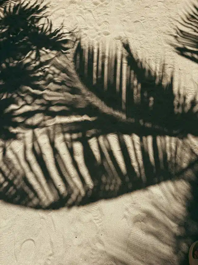 Leo Season: Dates, Meaning & Effects on Each Zodiac Sign leo season, palm tree shadows on a sunlit wall symbolizing summer light, warmth, radiance, and the expressive energy of the Sun