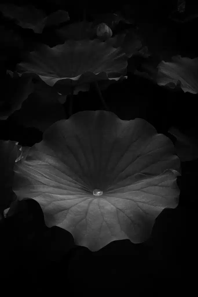 Mars in Cancer mood image featuring dark lotus leaves in black and white, with a single water drop at the centre.