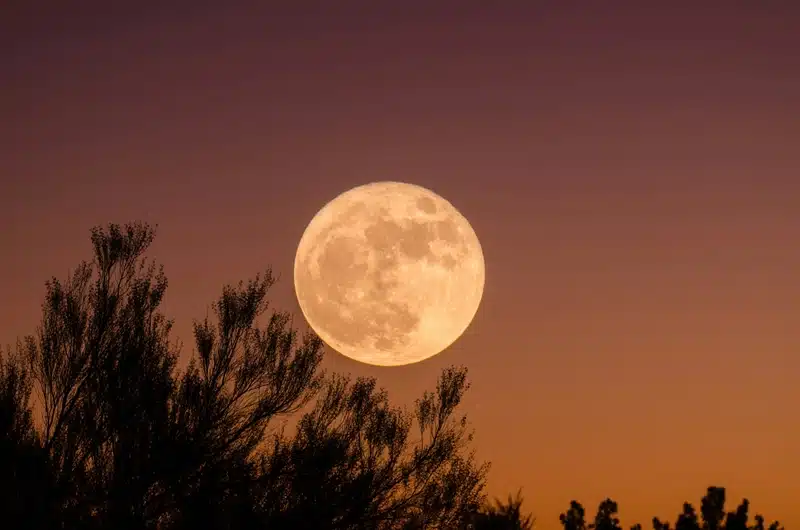 Full Moon in Aries: Meaning, Dates & Effects on Every Zodiac Sign Full Moon in Aries glowing above silhouetted trees against a fiery orange and purple sky.