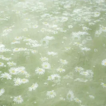 cancer season dreamy, soft green field of daisies symbolizing tenderness, memory, intuition, and emotional renewal