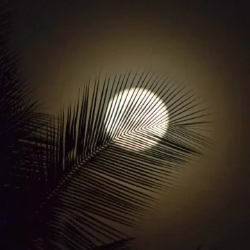capricorn full moon with a leaf in the foreground symbolizing structure, nature, reflection, and grounded lunar energy