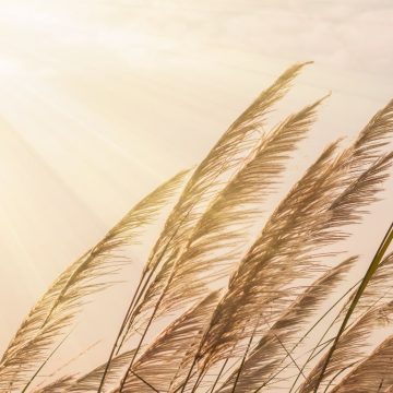 Rays of sunshine representing Leo season.