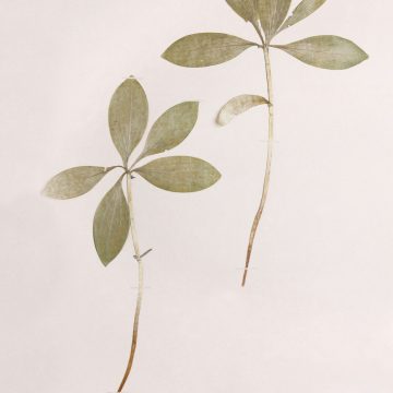 Libra Full Moon, or Pink Moon, represented by spring leaves symbolizing blooming, balance, and the renewal.