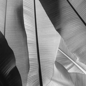 Mercury in taurus grounded energy reflected in layered leaves