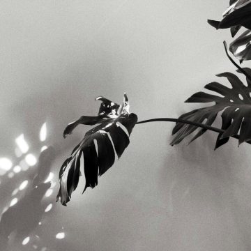 Pisces New Moon in 2026 represented by a black and white picture of a plant.