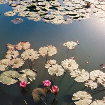 Scorpio New Moon. Water lilies reflecting transformation and renewal.