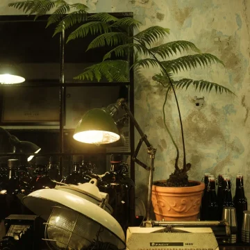 Venus in Taurus symbolism, dimly lit room with a plant in soft shadow representing rooted love, emotional stability, and quiet devotion.