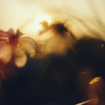 Venus in Leo represented by glowing flowers in golden sunset light, symbolizing warmth and radiance.