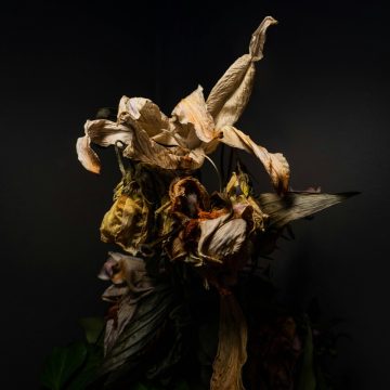 Venus in Sagittarius 2025. Featuring dried flowers in dramatic light.